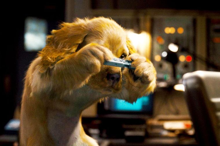 comme_chiens_chats_cap3