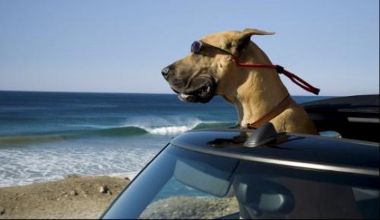 marmaduke_cap1