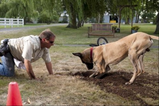 marmaduke_cap2