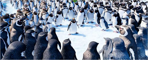 happy-feet2_02