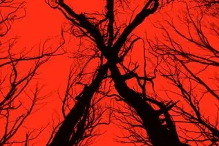 Vidéos virales de Blair Witch 5 Vidéos virales de Blair Witch