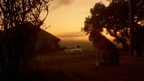 Cujo : le test blu-ray