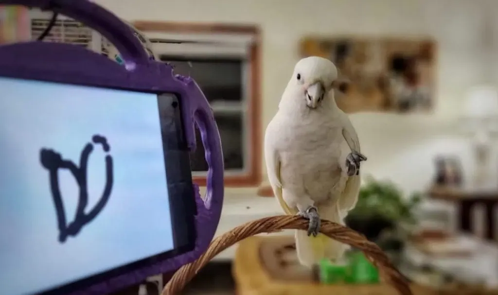 Interview Amy Herdy (Parrot Kindergarten) par Cinealliance : Secte et perroquet 4 Interview Amy Herdy (Parrot Kindergarten) par Cinealliance : Secte et perroquet