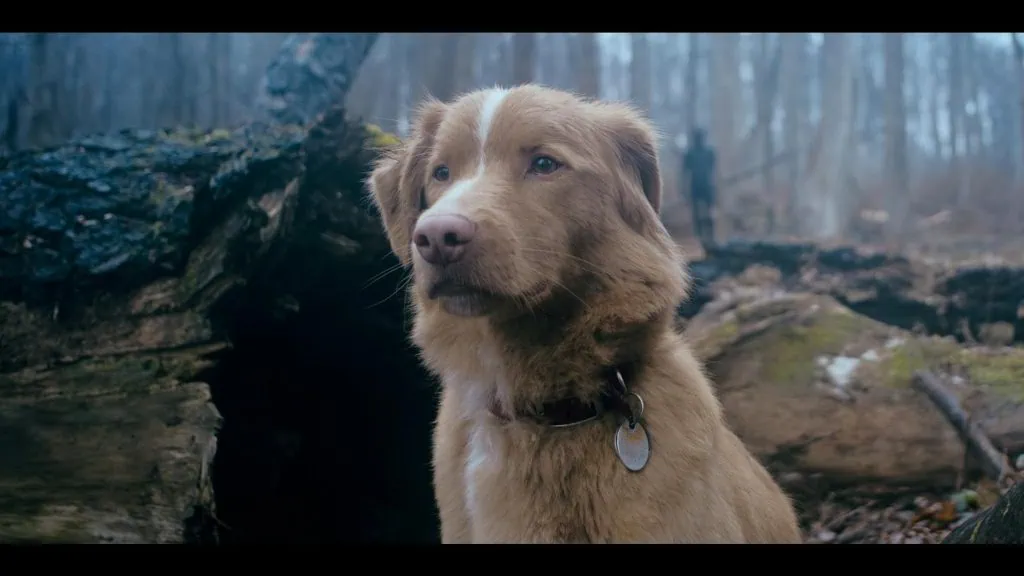 Critique de Good Boy