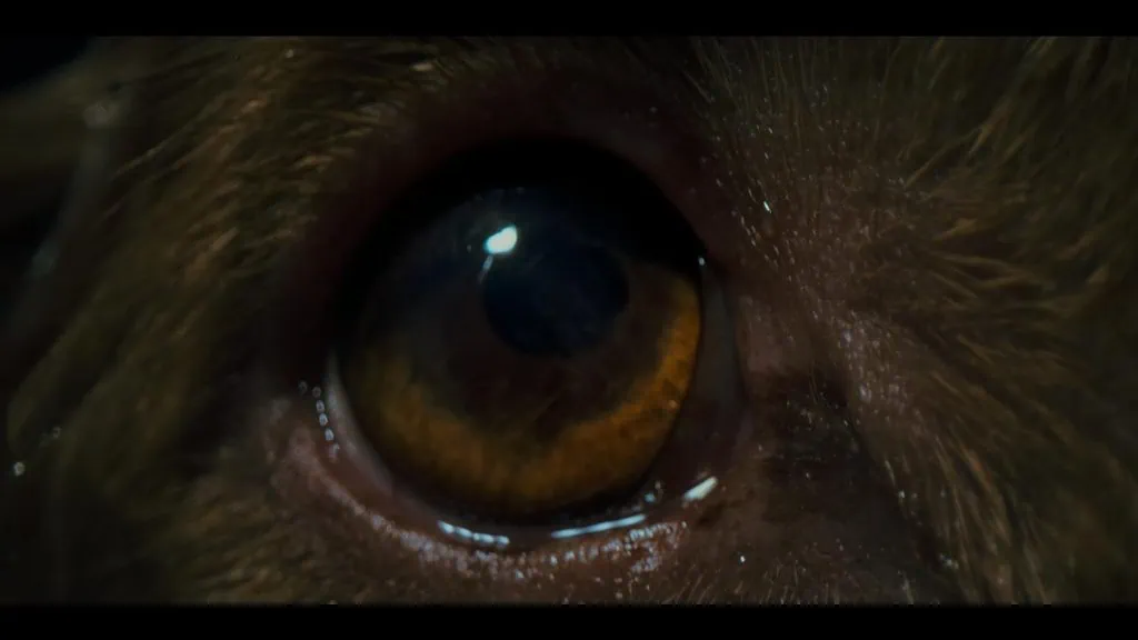 Critique de Good Boy