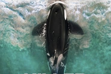 Critique de Killer Whale