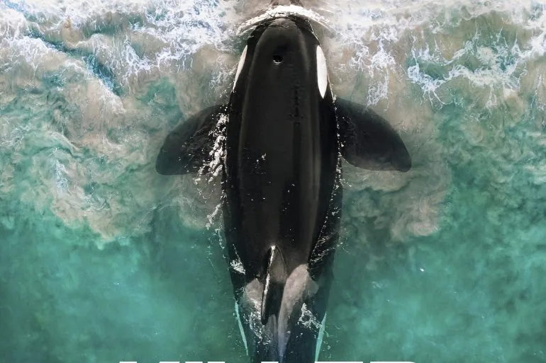 Critique de Killer Whale 9 Critique de Killer Whale