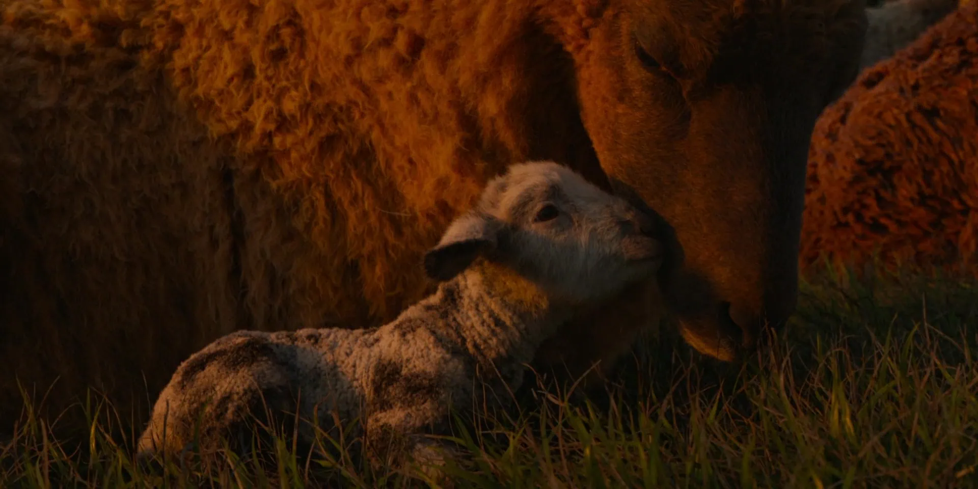 Critique de Les Moutons détectives 3 Scu00e8ne du film Les Moutons du00e9tectives