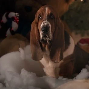 Bande annonce de A Dog&rsquo;s Perfect Christmas (2026) : Dennis Quaid et Milo Ventimiglia réunis chez Cathryn Michon
