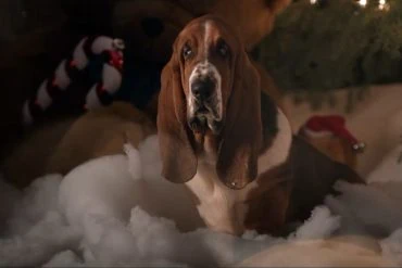 Bande annonce de A Dog's Perfect Christmas (2026) : Dennis Quaid et Milo Ventimiglia réunis chez Cathryn Michon 99 Bande annonce de A Dog’s Perfect Christmas (2026) : Dennis Quaid et Milo Ventimiglia réunis chez Cathryn Michon