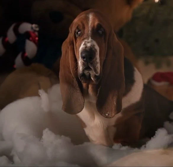 Bande annonce de A Dog&rsquo;s Perfect Christmas (2026) : Dennis Quaid et Milo Ventimiglia réunis chez Cathryn Michon